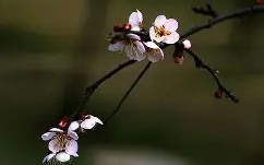 雷速官网-梅因茨队客场实现绝杀，喜迎三分